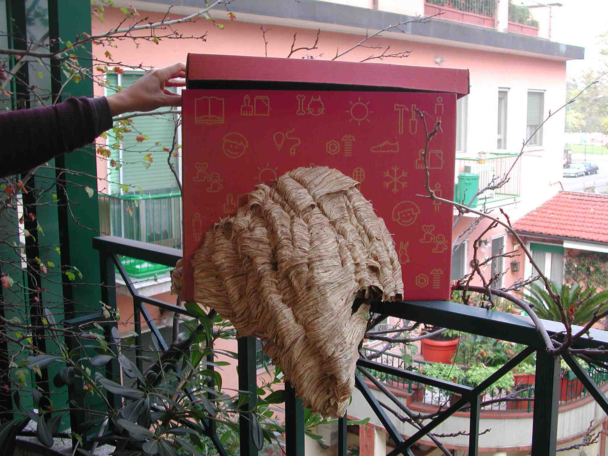 Nido di Vespa crabro